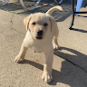 Meet your Posher, Jean